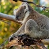 Koala - Phascolarctos cinereus o2961